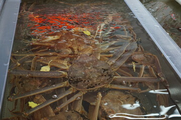 Echizen Crab, Japanese crab, in a tank, Fukui prefecture, Japan - 生け簀 越前 ガニ 福井 日本