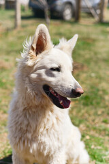 Portrait of a white Swiss shepherd dog. A beautiful dog in the yard with white fur. Pet, animal care, variety of dog breeds, man's friend.