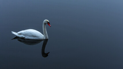 Winter pond with a swan