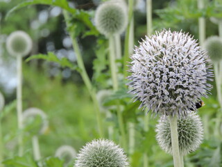 Przegorzan Kulisty © Iwona