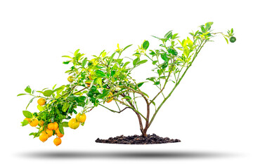 Kumquat tree is a fruit that looks like an oranges but smaller in size, isolated on white...