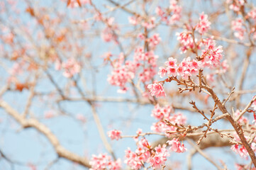 Flowers.Wild himalayan cherry blossom.
