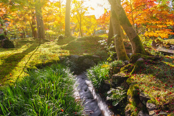 Beautiful sunshine and stream water in forest on Autumn with red leaf