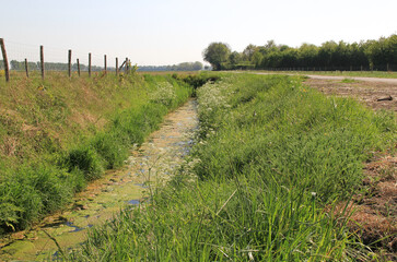 a natural ditch with duckweed and algae and a green verge in the countryside in the netherlands in zeeland in springtime