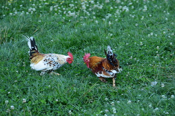 Small roosters facing off in grass