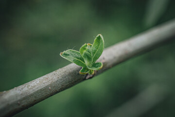 Obraz premium Morning nature in sunlight and dew