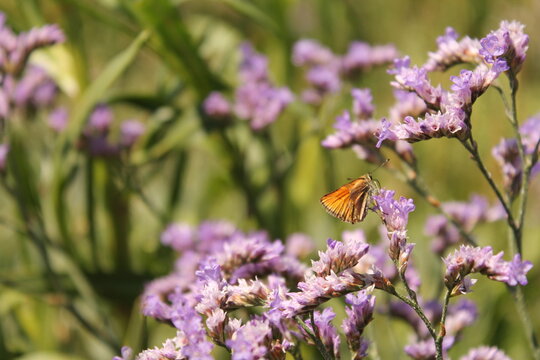 a little orange butterfly at purple sea lavender plant closeup at the coast in summer