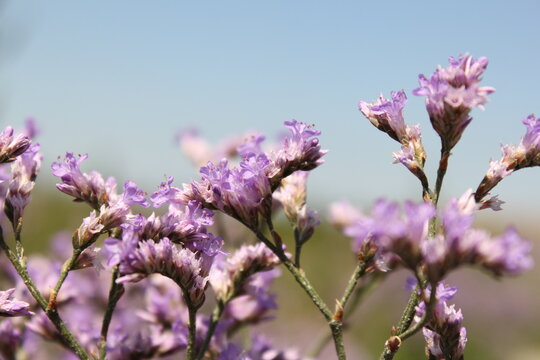 purple sea lavender flowers closeup and a blue sky in the background at the coast in summer