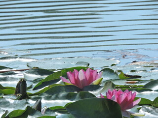 Lilie wodne Lotos © Iwona