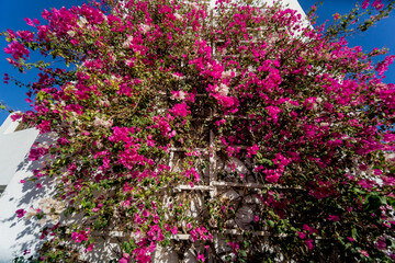Obraz premium Flowers on empty stone wall and paved street