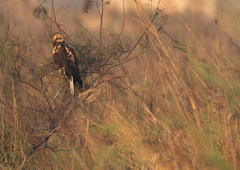 Eurasian Marsh harrier perched on bush at Asker Marsh, Bahrain