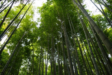 Plakat 鎌倉の竹藪