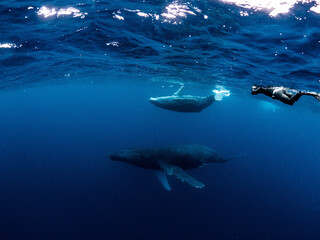 クジラとダイバー　ホエールスイム