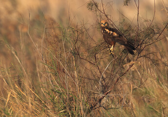 Eurasian Marsh harrier perched on a bush at Asker Marsh, Bahrain