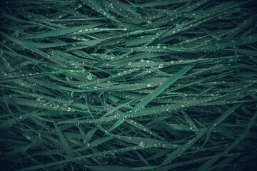 Morning nature in sunlight and dew