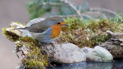 bird, robin, natur, wild lebende tiere, tier, winter, rot, wild, rotkehlchen