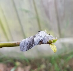 Pale Tussock UK Macro Moth