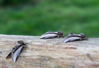 Trio of Swallow Prominent UK Macro Moths