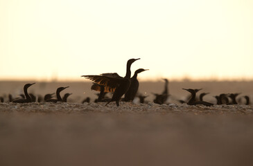A backlit image of  Socotra cormorants hatching its egg at Hawar island, Bahrain. The largest breeding site in Gulf.