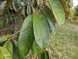 durian leaf (Durio zibethinus) in tropical nature borneo