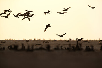 A backlit image of  Socotra cormorants with chicks at Hawar island, Bahrain. The largest breeding site in Gulf.