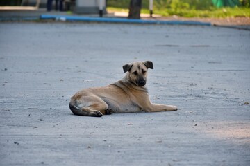 A dog lying on the ground