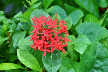 Beautiful Red spike flower blooming in the garden . Red flower , Background image of needle flower .