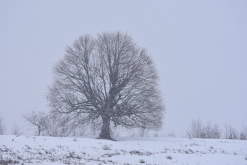 Fototapeta na wymiar Bare trees on a hillside during snowfall