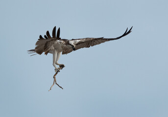 Osprey perched holdng a nesting material at Hawar island of Bahrain