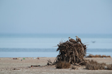 A pair of Osprey perched on a nest at Hawar island of Bahrain © Dr Ajay Kumar Singh
