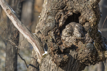 つがいのフクロウ