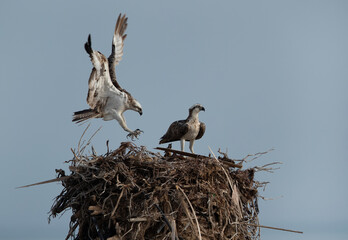 A Osprey landing on a nest at Hawar island of Bahrain