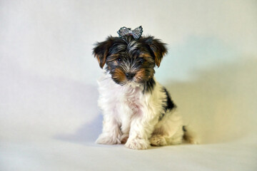 Beaver York puppy girl with a bow. The dog with the decor and toys balls. High quality photo