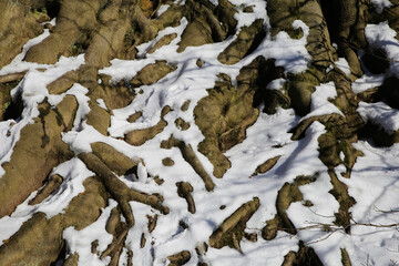 Close up of isolated tree roots partly covered with snow and ice agains blue sky in german forest - natural background