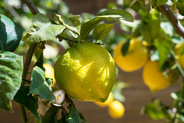 natural yellow lemon and white flower bud in spring