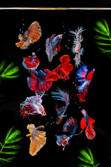 Various colorful betta fish and gestures on black background.