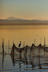 typical fishing system with rods and sticks, of the Valencia lagoon in Spain. sunset sky