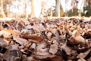 Close up of fallen leaves on the ground in winter.
