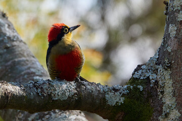 Männlicher Goldmaskenspecht auf einem Ast, frontal mit Blickrichtung rechts