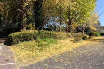 銀杏の紅葉