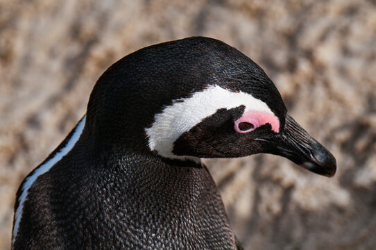 Close-up of jackass penguin on field