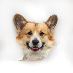 red corgi dog's head looks out in the a hole made of white paper