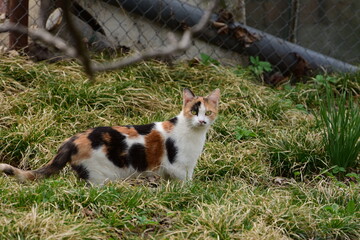 Naklejka na ściany i meble Multicolored cat prowling in grass 