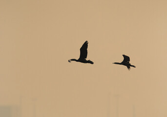 Silhouette of a Great Cormorant with a fish catch is chased by other at Tubli bay, Bahrain