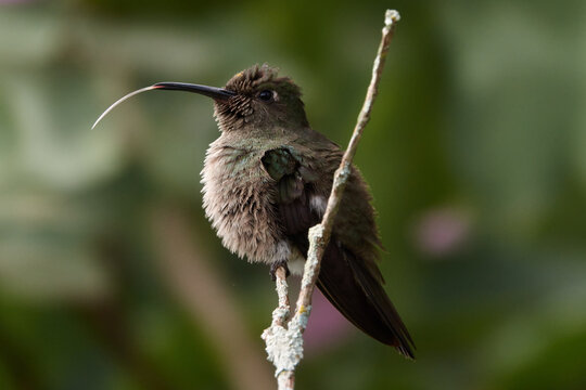 Erzkolibri (Aphantochroa cirrochloris) auf einem Zweig sitzend mit herausgestrecker Zunge