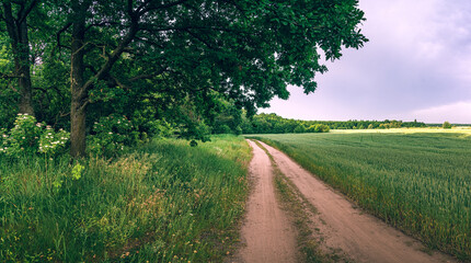 Summer landscape