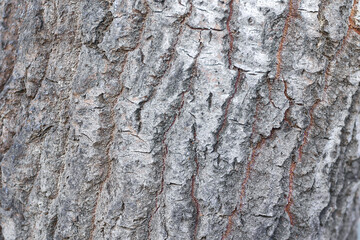bark wood texture background