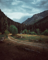 Russia, Caucasus, Dombay, the road to the Gonachkhir gorge before the rain, cloudy weather, dramatic landscape