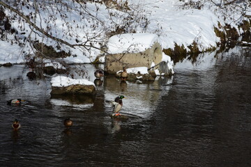 Ducks on a small river during the winter