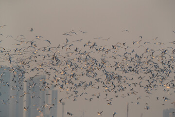 A flock of Black-headed gull flying at Eker creek, Bahrain